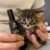 love pets-superfood kapljice za mačke-mladiček Superfood kapljice za mačke - Love Pets, 30 ml