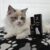 love pets-superfood kapljice za mačke-ragdoll-2 Superfood kapljice za mačke - Love Pets, 30 ml